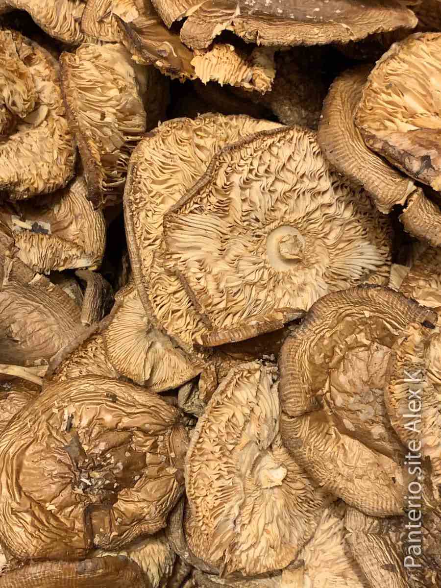 Пантерный мухомор сушеный, шляпки, Алтай.