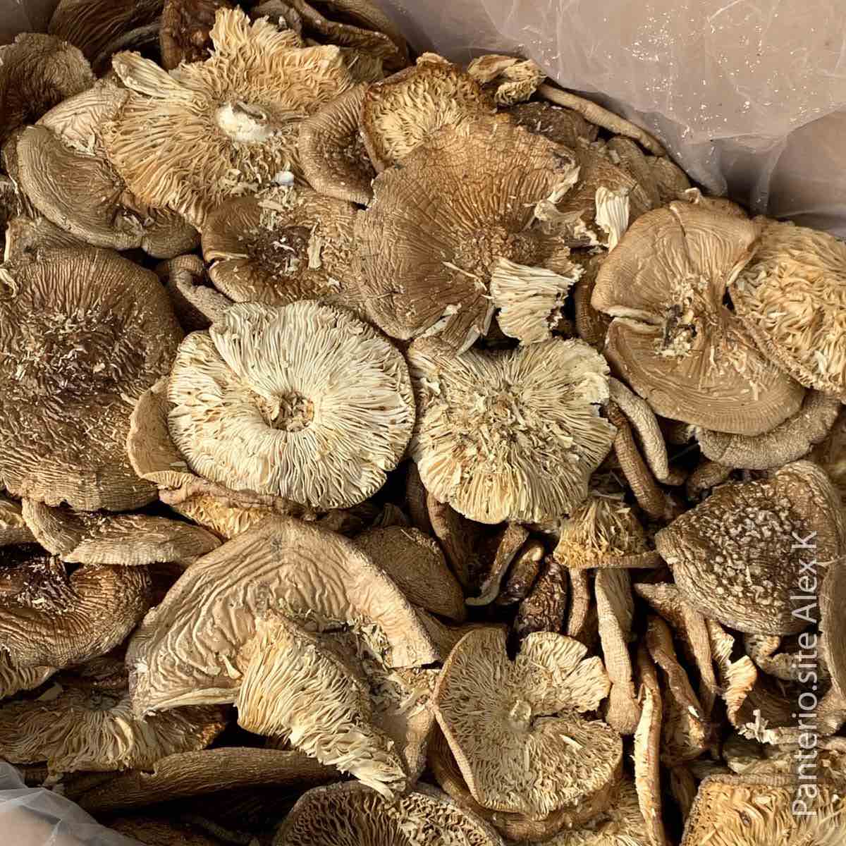 Пантерный мухомор сушеный, шляпки, Алтай.
